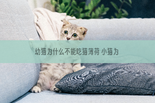 幼猫为什么不能吃猫薄荷 小猫为什么不喜欢吃猫薄荷