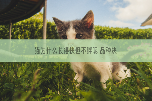 猫为什么长得快但不胖呢 品种决定身材