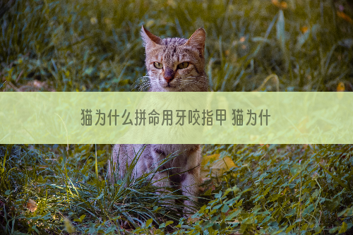 猫为什么拼命用牙咬指甲 猫为什么把指甲咬的血淋淋得