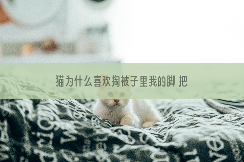 猫为什么喜欢掏被子里我的脚 把人的脚当作猎物了