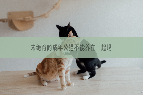 未绝育的成年公猫不能养在一起吗 养一起的后果你想过吗？