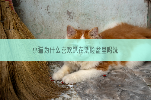 小猫为什么喜欢趴在洗脸盆里喝洗脸水