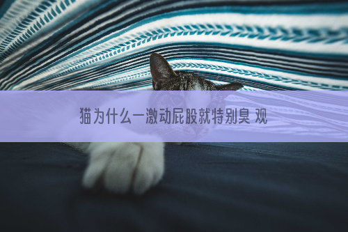 猫为什么一激动屁股就特别臭 观察一下猫咪大便的情况