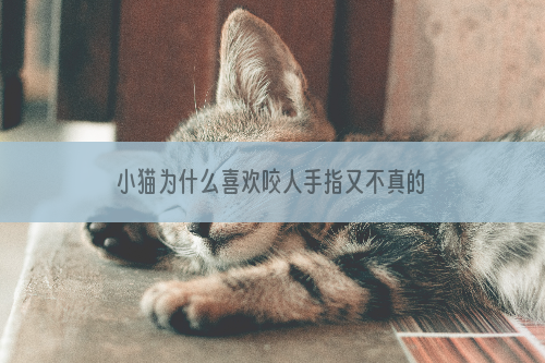 小猫为什么喜欢咬人手指又不真的咬 猫咪是很聪明的