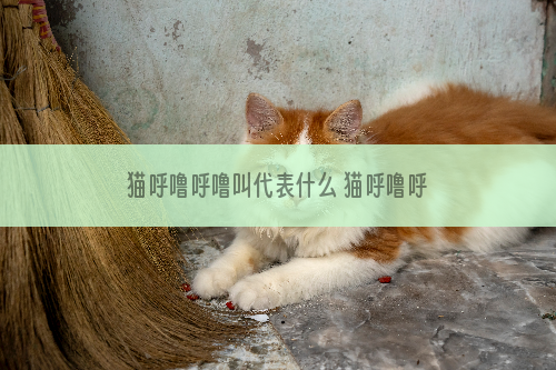 猫呼噜呼噜叫代表什么 猫呼噜呼噜叫什么意思