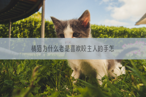 橘猫为什么老是喜欢咬主人的手怎么办