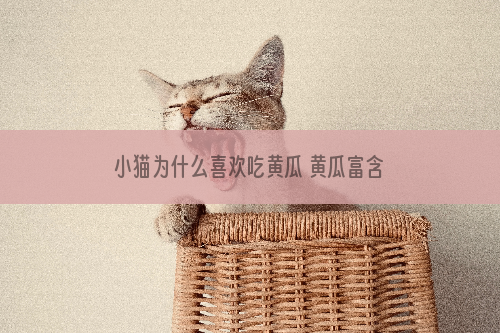 小猫为什么喜欢吃黄瓜 黄瓜富含维生素及微量元素