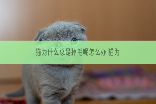 猫为什么总是掉毛呢怎么办 猫为什么最近掉毛严重怎么办