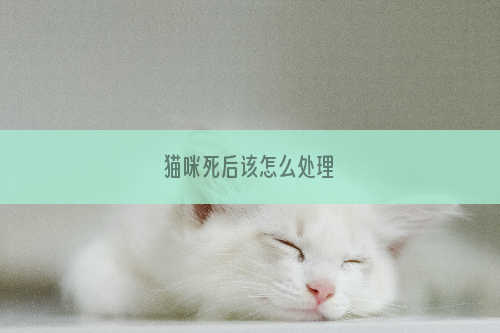 猫咪死后该怎么处理