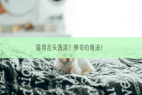猫用舌头洗澡？神奇的唾液！