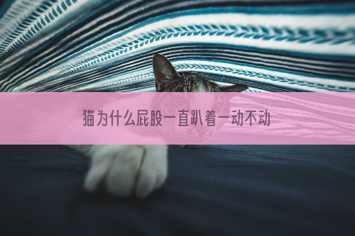 猫为什么屁股一直趴着一动不动