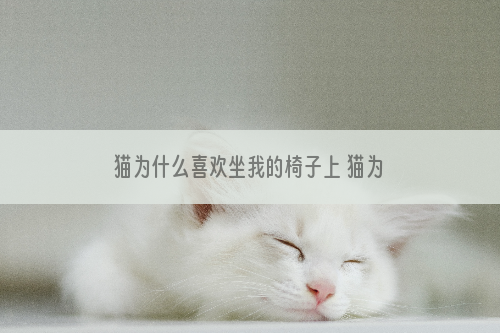 猫为什么喜欢坐我的椅子上 猫为什么总喜欢占人的椅子