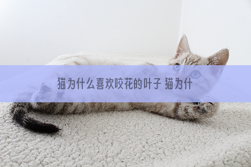 猫为什么喜欢咬花的叶子 猫为什么老要吃花叶子