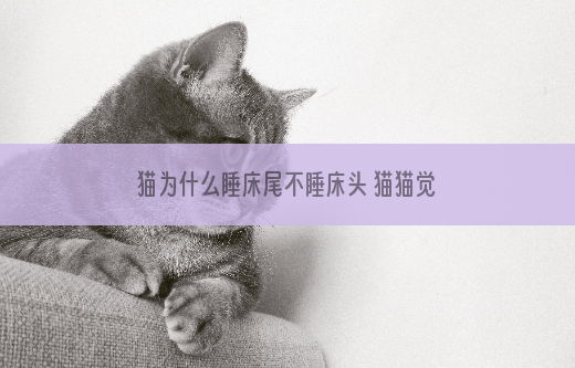 猫为什么睡床尾不睡床头 猫猫觉得舒服
