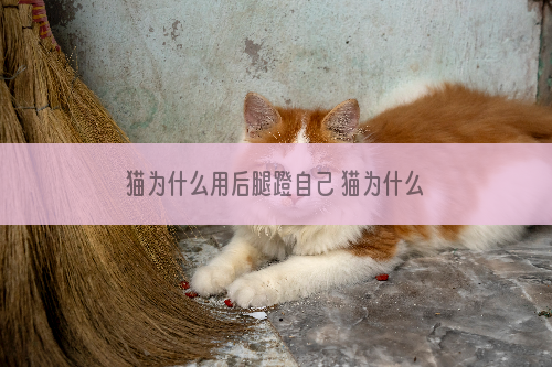 猫为什么用后腿蹬自己 猫为什么会蹬自己