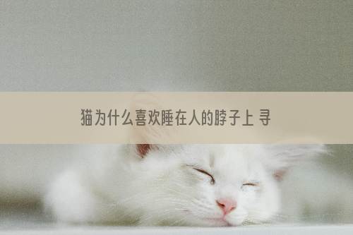 猫为什么喜欢睡在人的脖子上 寻找更多的安全感