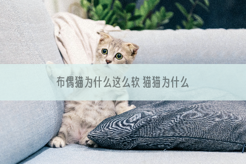 布偶猫为什么这么软 猫猫为什么那么柔软