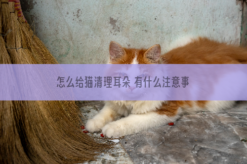 怎么给猫清理耳朵 有什么注意事项