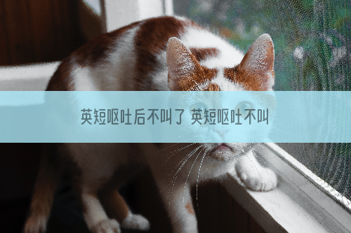 英短呕吐后不叫了 英短呕吐不叫了该怎么办