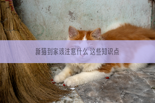 新猫到家该注意什么 这些知识点记住了吗？