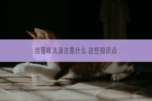 给猫咪洗澡注意什么 这些知识点都需要记住了！