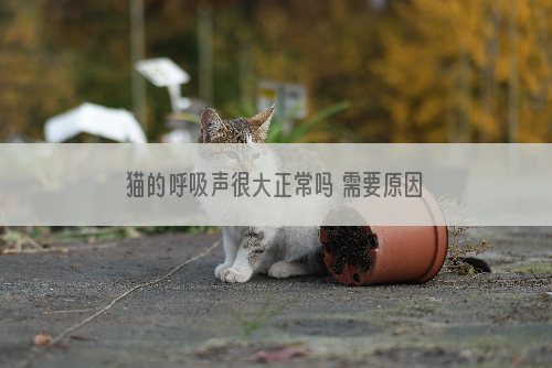 猫的呼吸声很大正常吗 需要原因才可以！