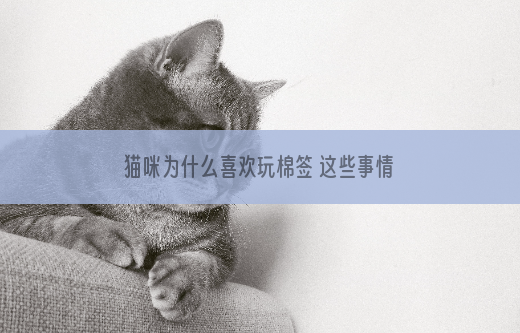 猫咪为什么喜欢玩棉签 这些事情要注意