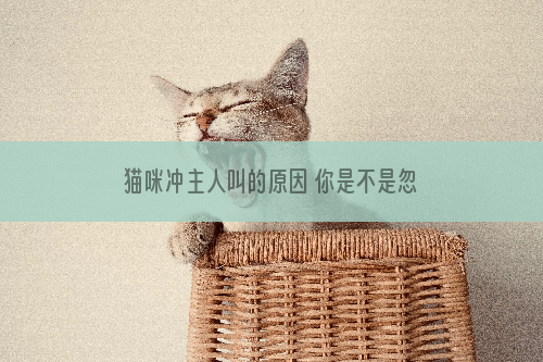 猫咪冲主人叫的原因 你是不是忽略它太久了