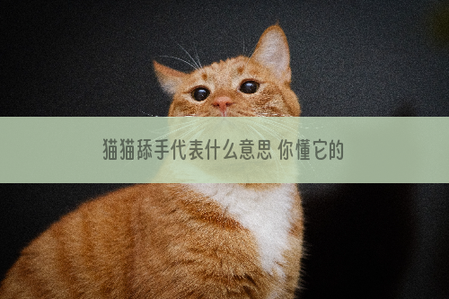 猫猫舔手代表什么意思 你懂它的心意吗