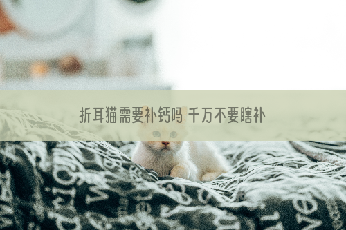 折耳猫需要补钙吗 千万不要瞎补！