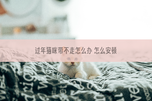 过年猫咪带不走怎么办 怎么安顿猫咪最好？
