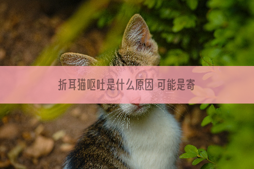 折耳猫呕吐是什么原因 可能是寄生虫导致！