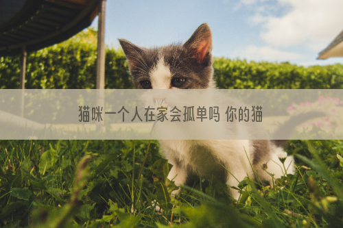 猫咪一个人在家会孤单吗 你的猫也会想你吗？