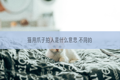 猫用爪子拍人是什么意思 不同的力度表达也是不同的！