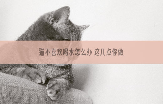 猫不喜欢喝水怎么办 这几点你做好了吗？