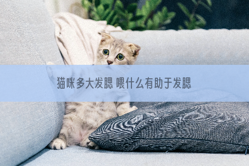 猫咪多大发腮 喂什么有助于发腮