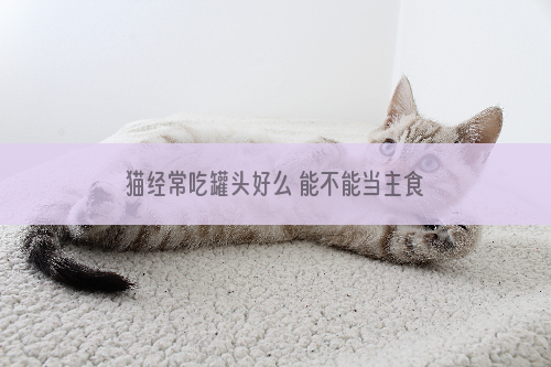 猫经常吃罐头好么 能不能当主食喂？