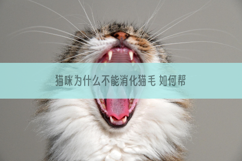 猫咪为什么不能消化猫毛 如何帮助排出毛发？