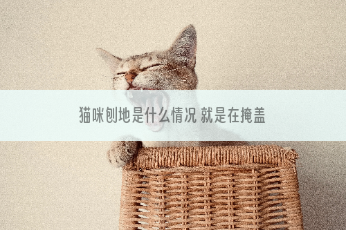 猫咪刨地是什么情况 就是在掩盖它的气味！