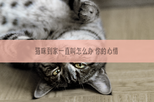猫咪到家一直叫怎么办 你的心情也会影响它喔！