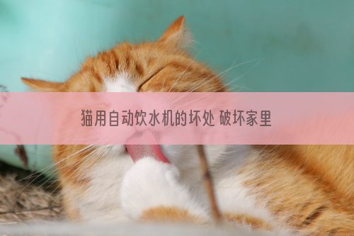 猫用自动饮水机的坏处 破坏家里面的环境