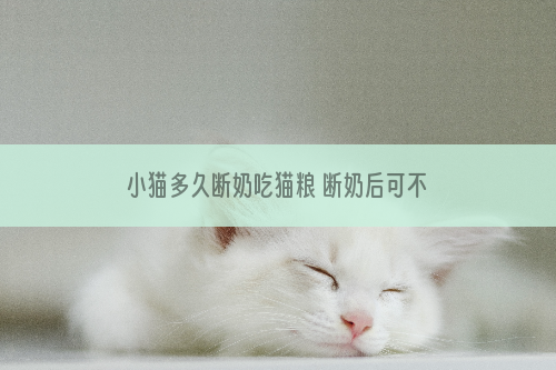 小猫多久断奶吃猫粮 断奶后可不能直接喂猫粮！