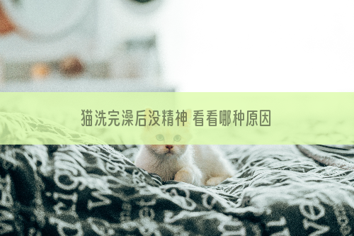 猫洗完澡后没精神 看看哪种原因造成的~