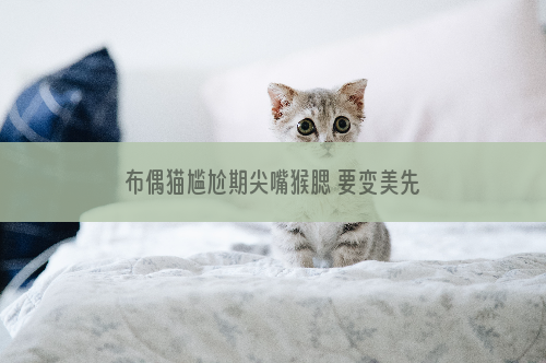 布偶猫尴尬期尖嘴猴腮 要变美先变鬼