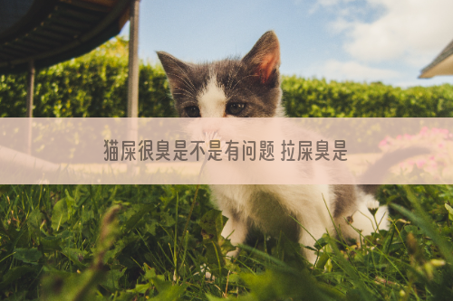 猫屎很臭是不是有问题 拉屎臭是正常的，但是情况不同！
