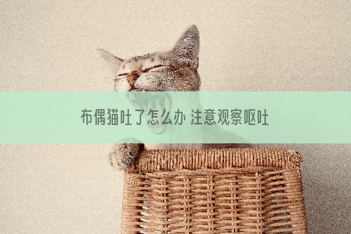 布偶猫吐了怎么办 注意观察呕吐物！