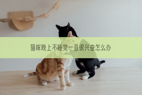 猫咪晚上不睡觉一直很兴奋怎么办?  多消耗一下它的精力！