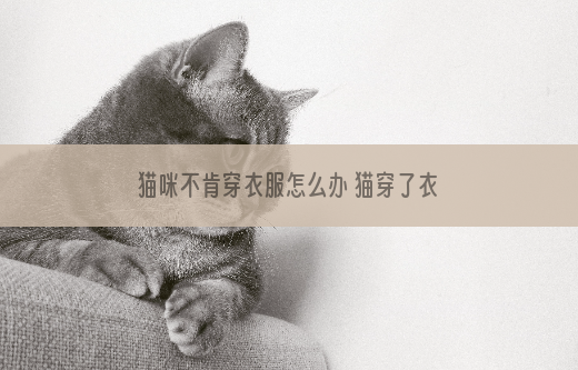 猫咪不肯穿衣服怎么办 猫穿了衣服之后的影响是非常大的