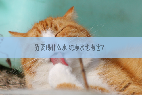 猫要喝什么水 纯净水也有害？