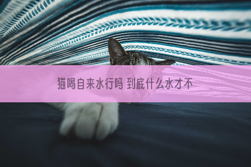 猫喝自来水行吗 到底什么水才不会致病？